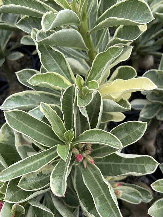 RD Variegata Passione