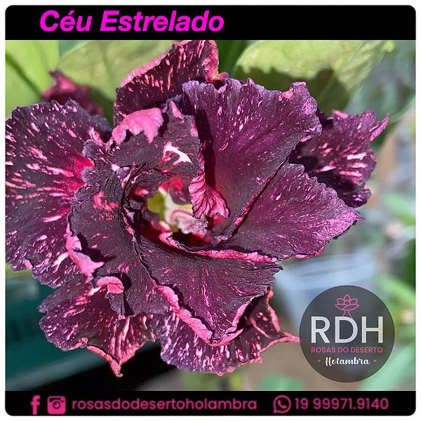 RD   Céu Estrelado