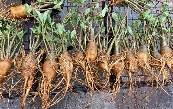 Kit 10- RD  Arabicum Padrão