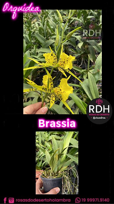 Orquidea Brassia