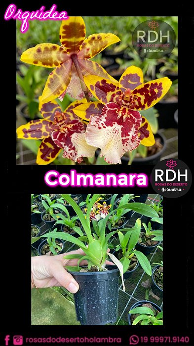 Orquidea Colmanara