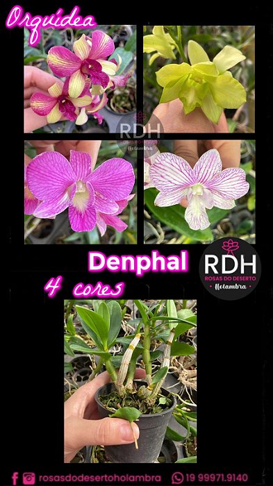 Orquidea Denphal variadas