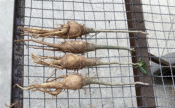 Porta enxerto (cavalo) medio