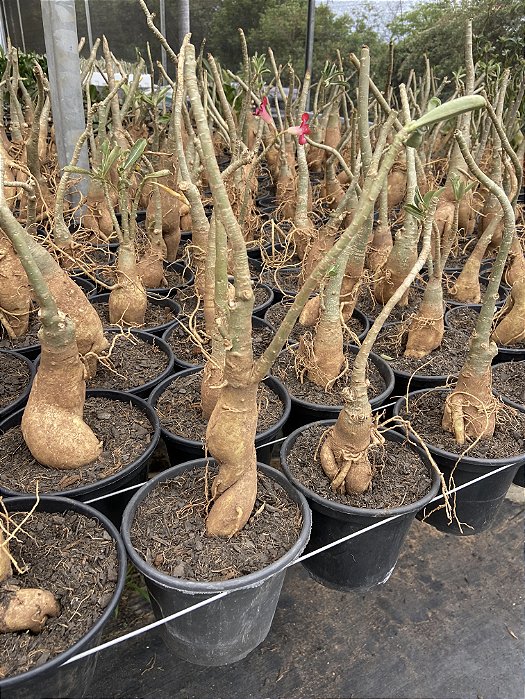 Porta enxerto (cavalo) medio20