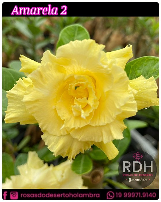 RD Amarela 2