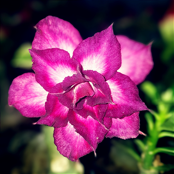 Rosa do Deserto Enxerto M-67