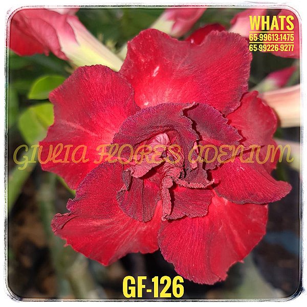 Rosa do Deserto Enxerto GF-126