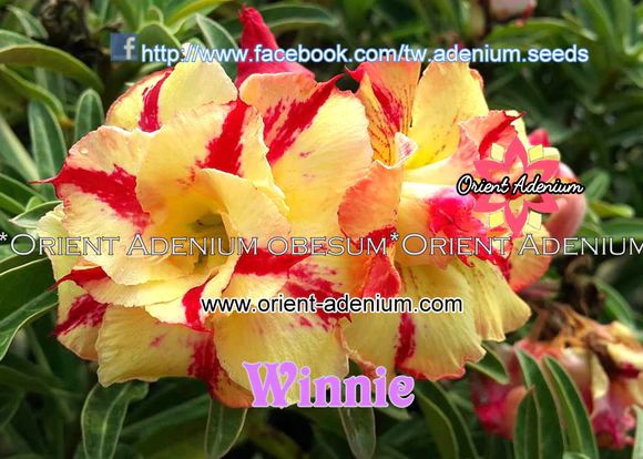 Rosa do Deserto Enxerto Winnie