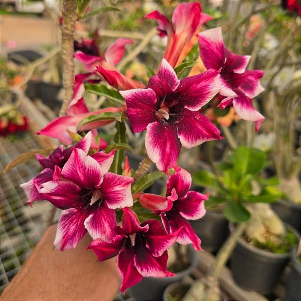 Rosa do Deserto Enxerto Barbie Girl Perfumada