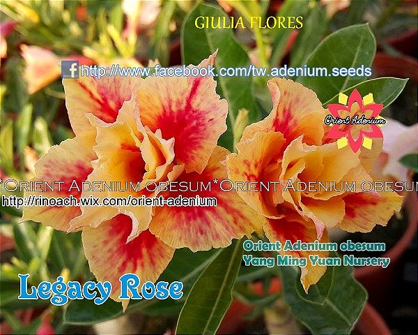 Rosa do Deserto Enxerto Legacy Rose