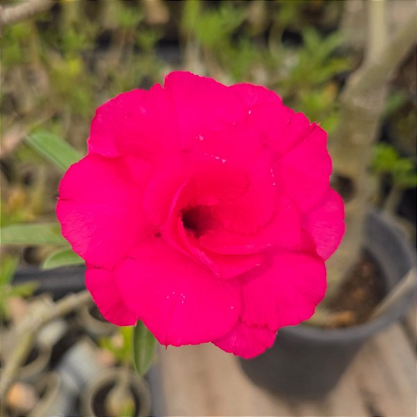 Rosa do Deserto Enxerto TW-4