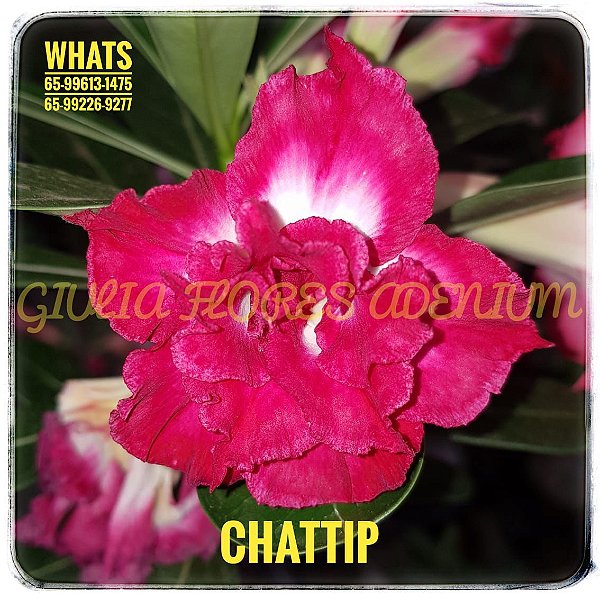 Rosa do Deserto Enxerto Chattip