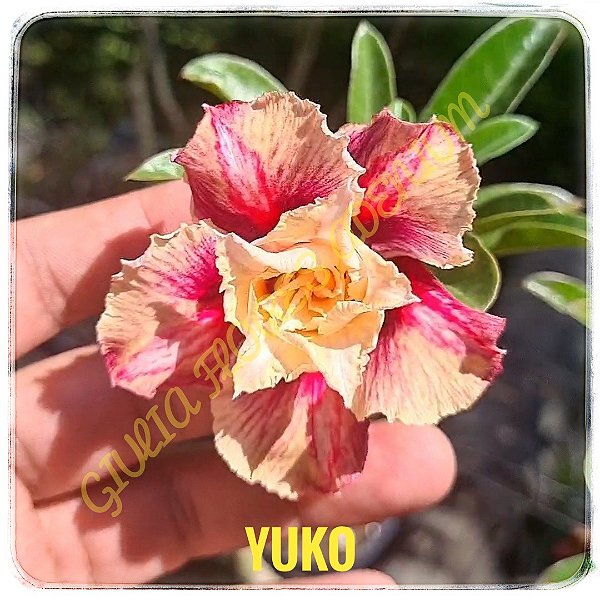 Rosa do Deserto Enxerto Yuko