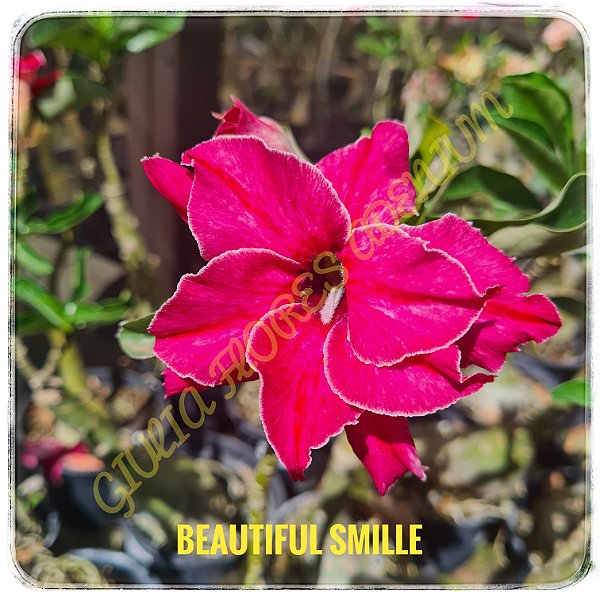 Rosa do Deserto Enxerto Beautiful Smile