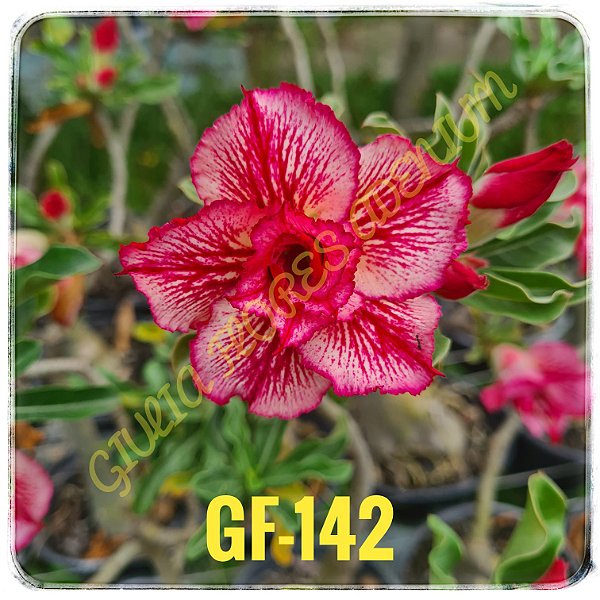 Rosa do Deserto Enxerto GF-142