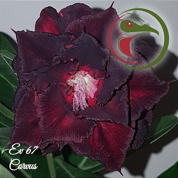 Rosa do Deserto Enxerto Corvus EV-67