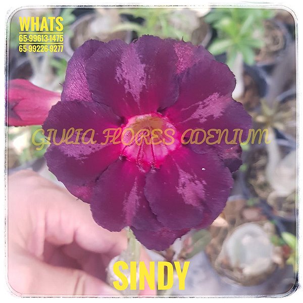 Rosa do Deserto Enxerto Sindy