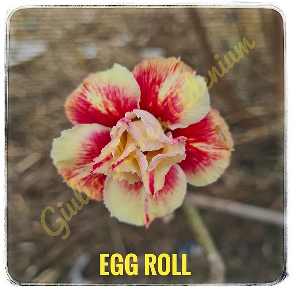 Rosa do Deserto Enxerto Egg Roll