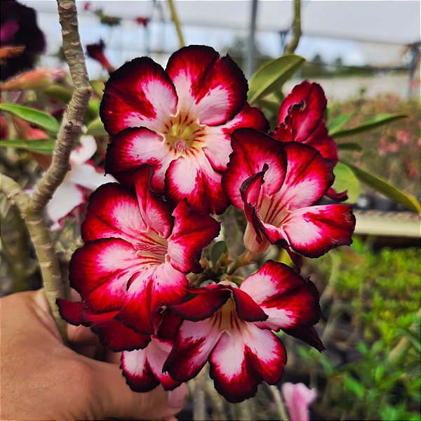 Rosa do Deserto Enxerto M-9