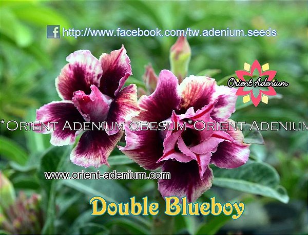 Rosa do Deserto Enxerto Double Blue Boy Perfumada