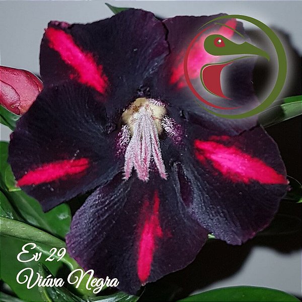 Rosa do Deserto Enxerto Viúva Negra