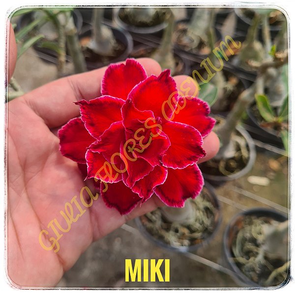 Rosa do Deserto Enxerto Miki