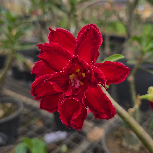 Rosa do Deserto Enxerto Miki