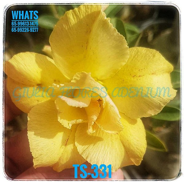 Rosa do Deserto Enxerto TS-331