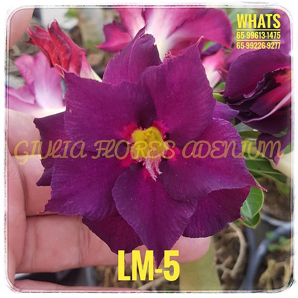 Rosa do Deserto Enxerto LM-5