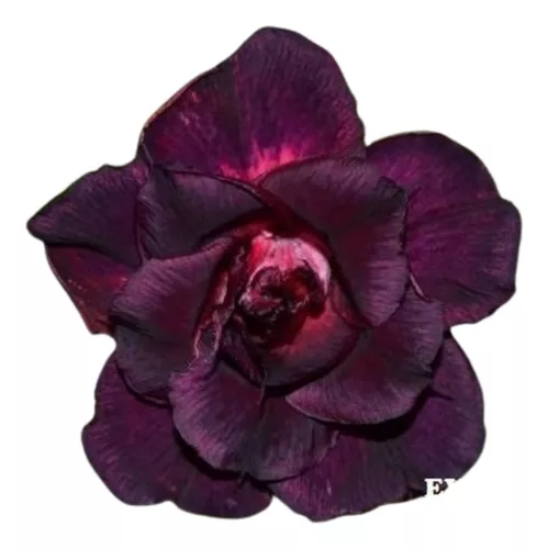 Rosa do Deserto Enxerto EV-491