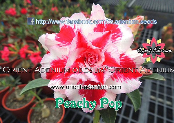 Rosa do Deserto Enxerto Peach Pop