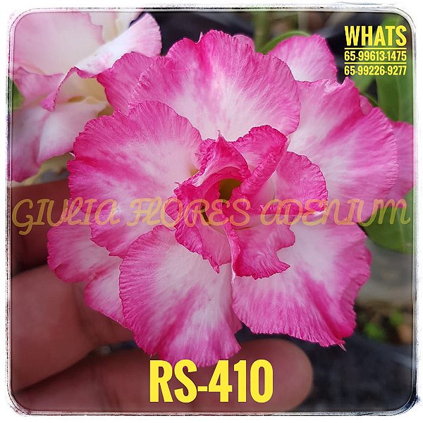 Rosa do Deserto Enxerto RS-410