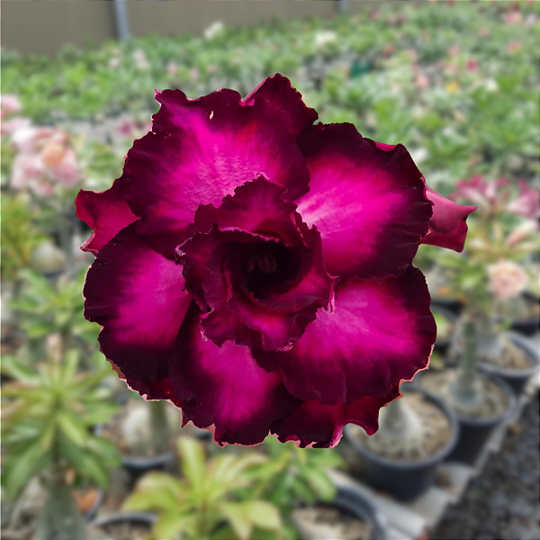 Rosa do Deserto Enxerto Attractive Roxa Tripla