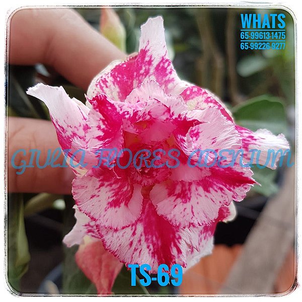 Rosa do Deserto Enxerto TS-69