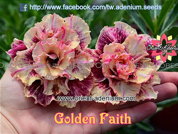 Rosa do Deserto Enxerto Golden Faith Perfumada