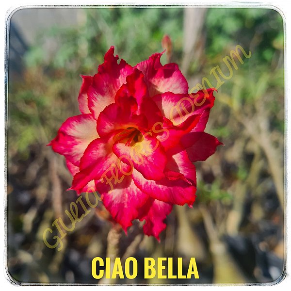 Rosa do Deserto Enxerto Ciao Bella
