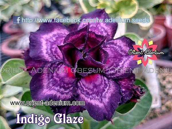Rosa do Deserto Enxerto Indigo Glaze