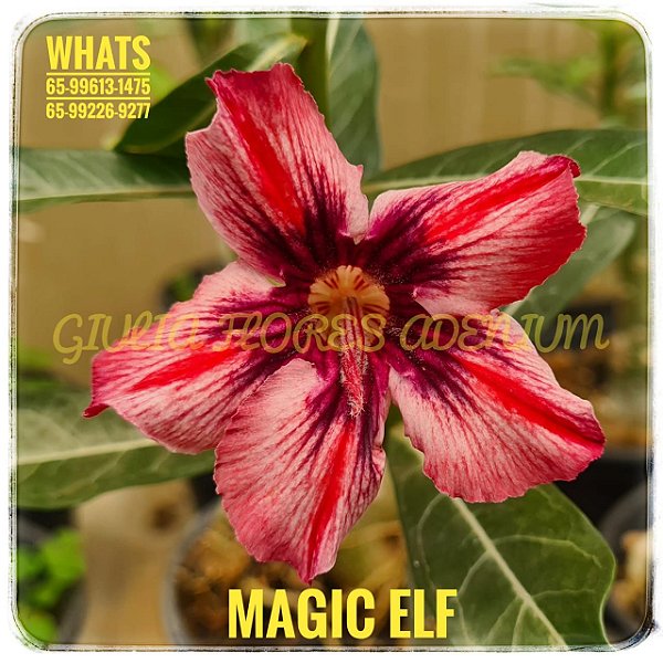 Rosa do Deserto Enxerto Magic Elf