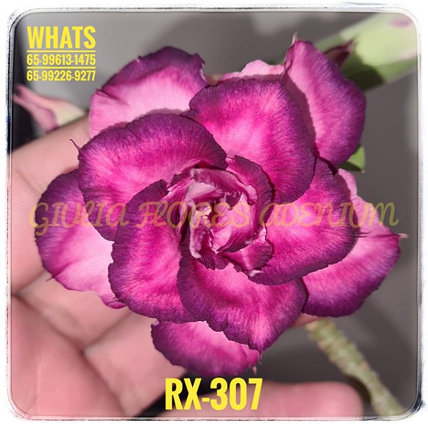 Rosa do Deserto Enxerto RX-307