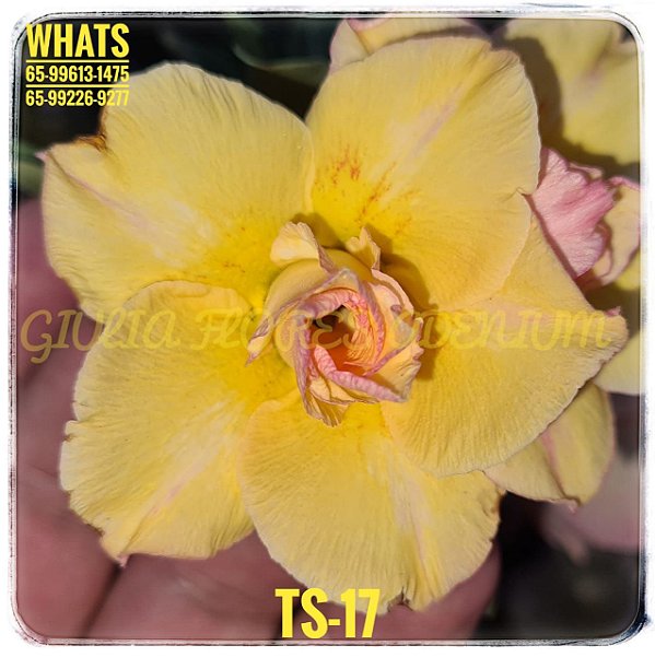 Rosa do Deserto Enxerto TS-17