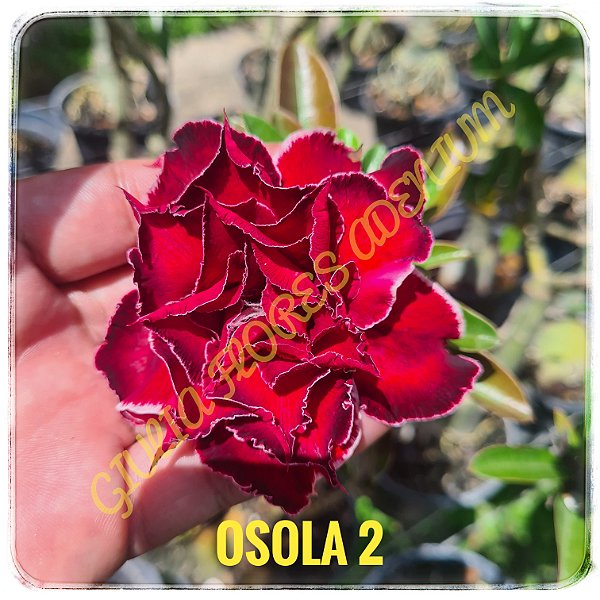 Rosa do Deserto Enxerto Osola 2