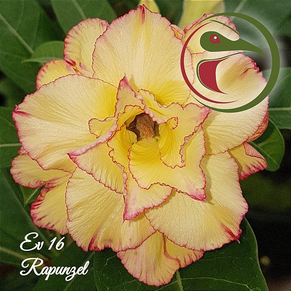 Rosa do Deserto Enxerto Rapunzel EV-16