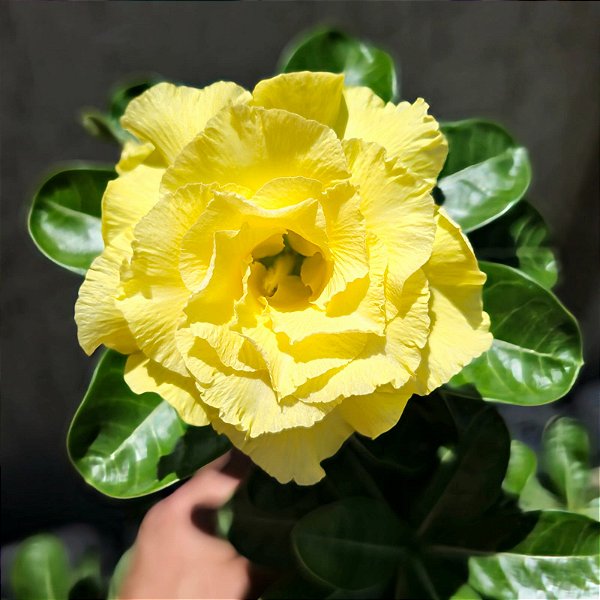 Rosa do Deserto Enxerto Bridal Bouquet Amarela
