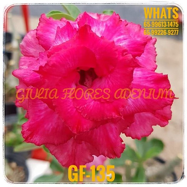 Rosa do Deserto Enxerto GF-135
