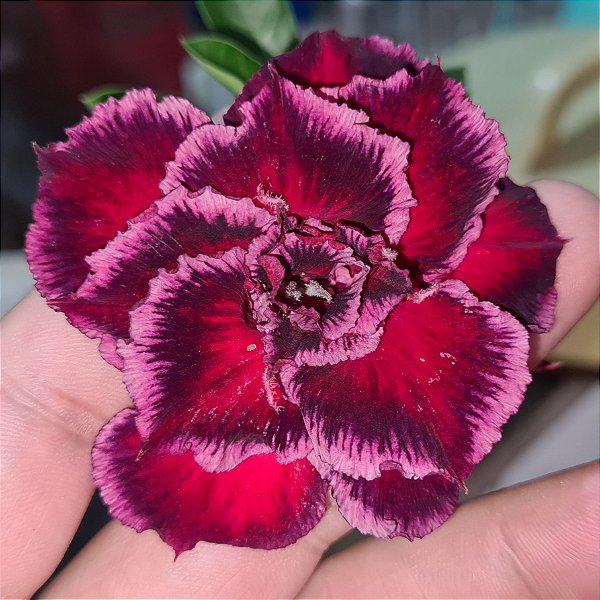 Rosa do Deserto Enxerto Siam Wonder