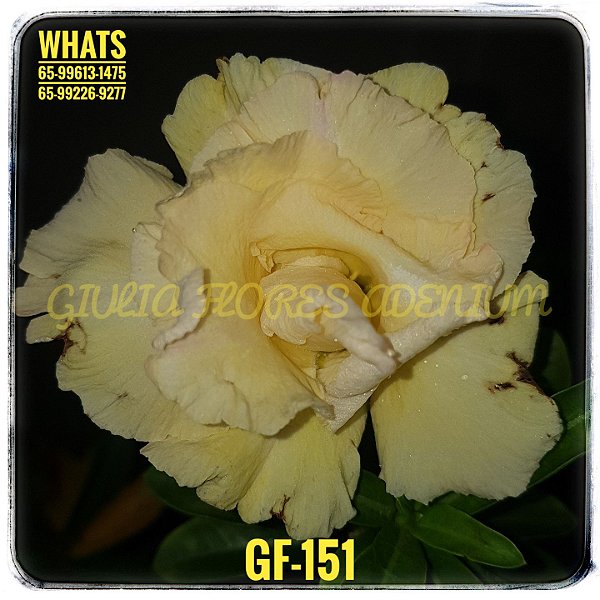 Rosa do Deserto Enxerto GF-151