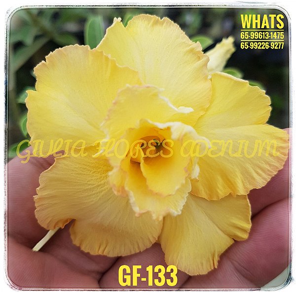 Rosa do Deserto Enxerto GF-133 Amarela Dobrada