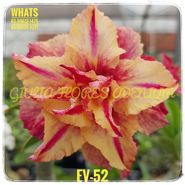 Rosa do Deserto Enxerto EV-52