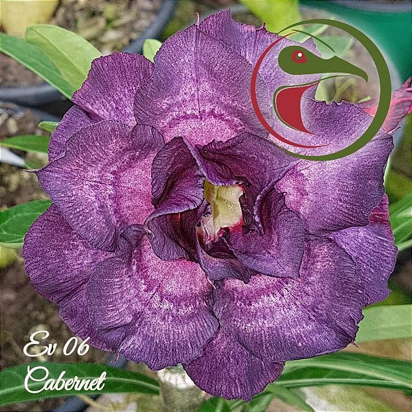 Rosa do Deserto Enxerto EV-06 Cabernet