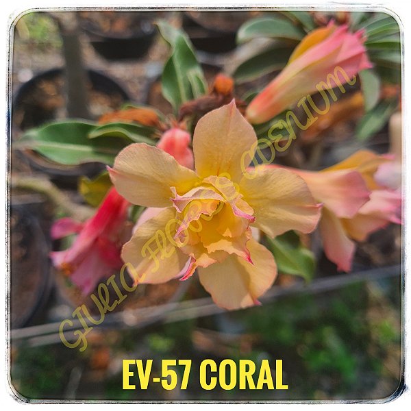 Rosa do Deserto Enxerto EV-57 Coral